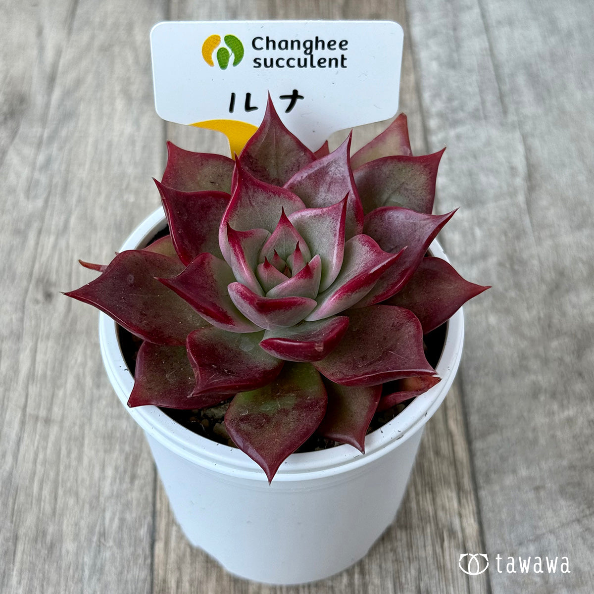 New Arrivals: Ice Green