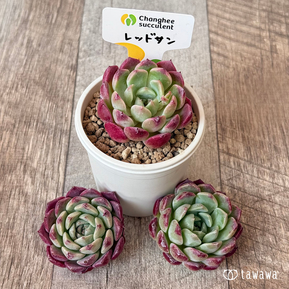 ＊新入荷＊　レッドサン【単頭苗】（チャンヒー農園苗）