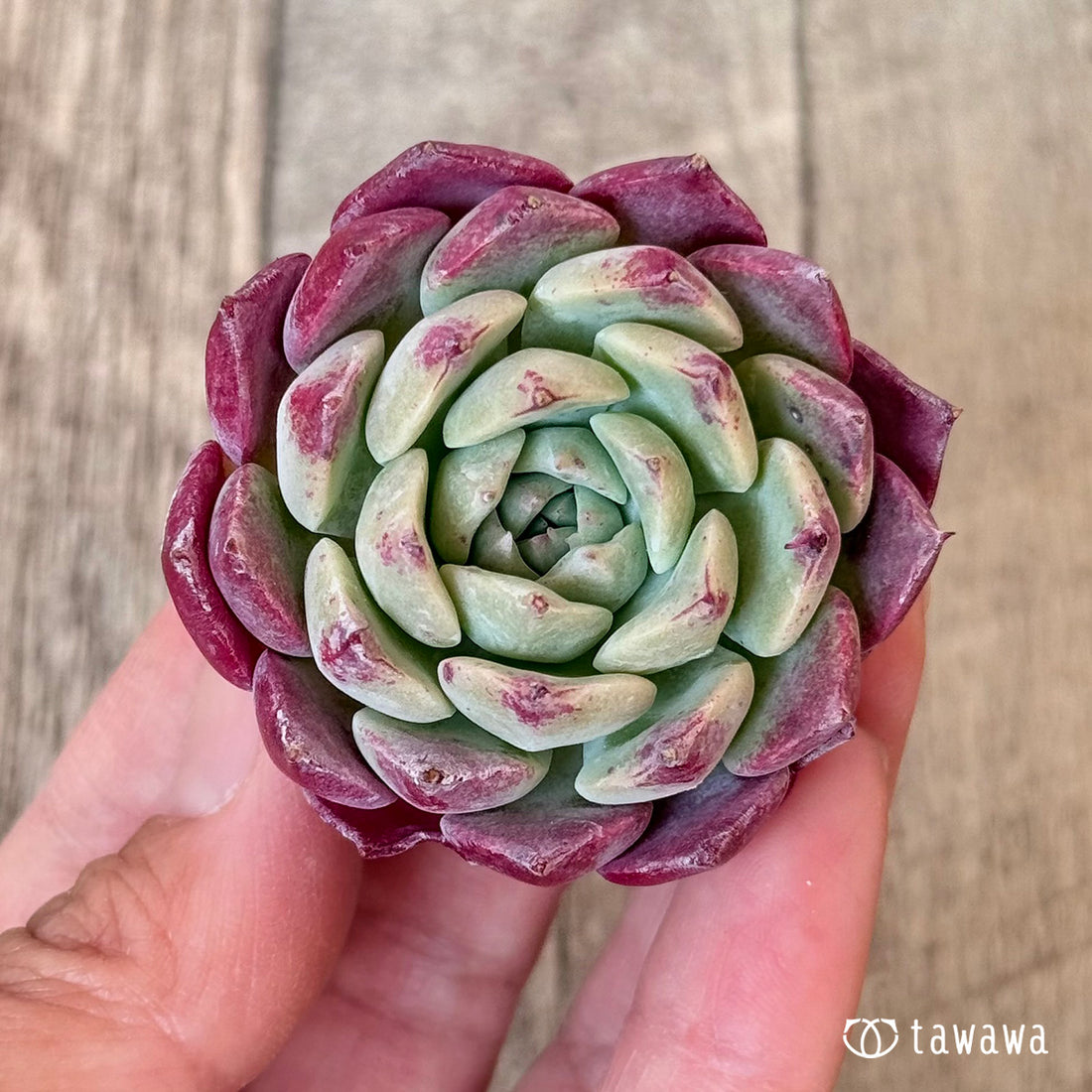 ＊新入荷＊　レッドサン【単頭苗】（チャンヒー農園苗）