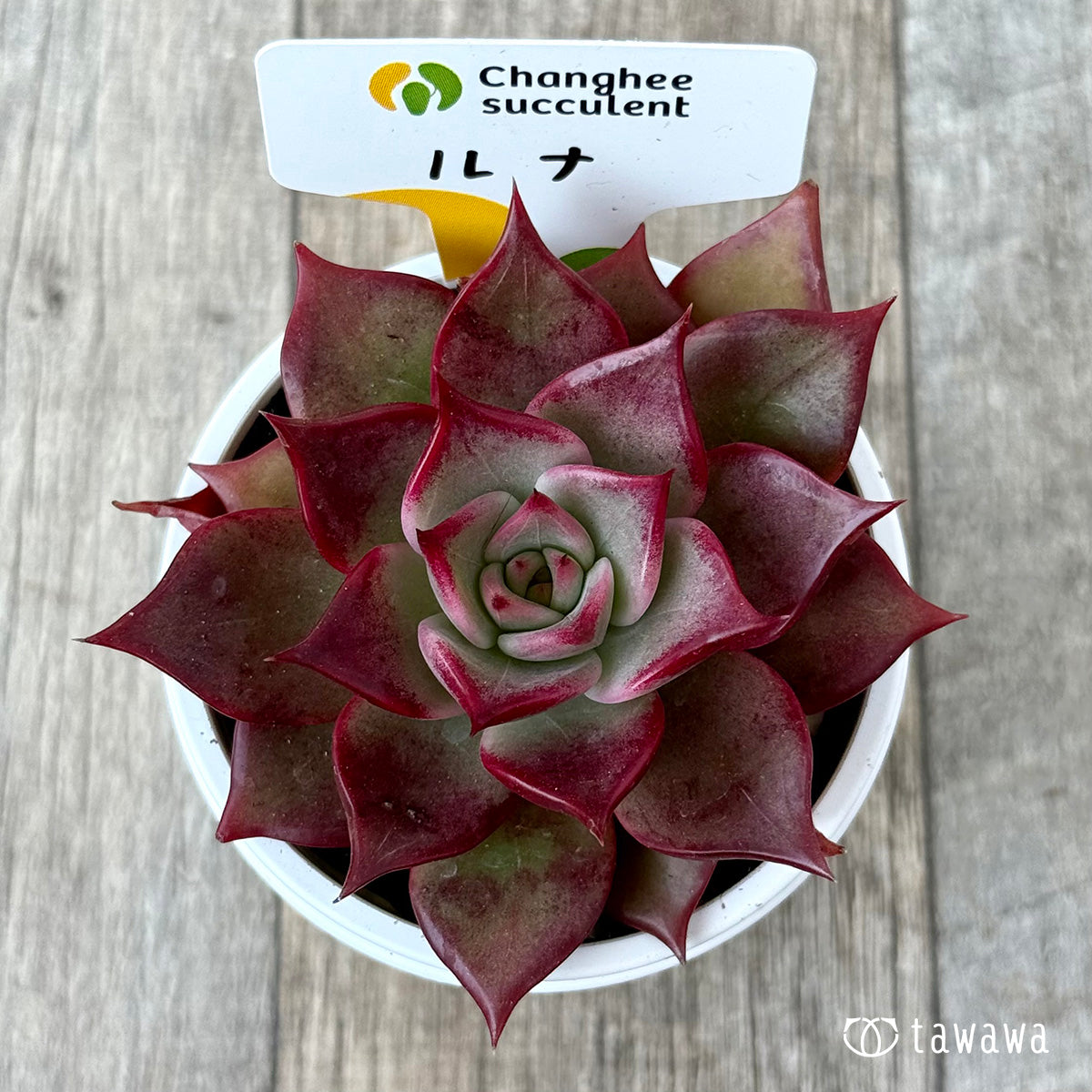 New Arrivals: Ice Green