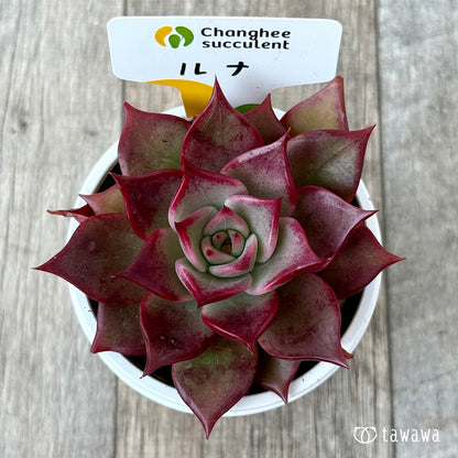 New Arrivals: Ice Green