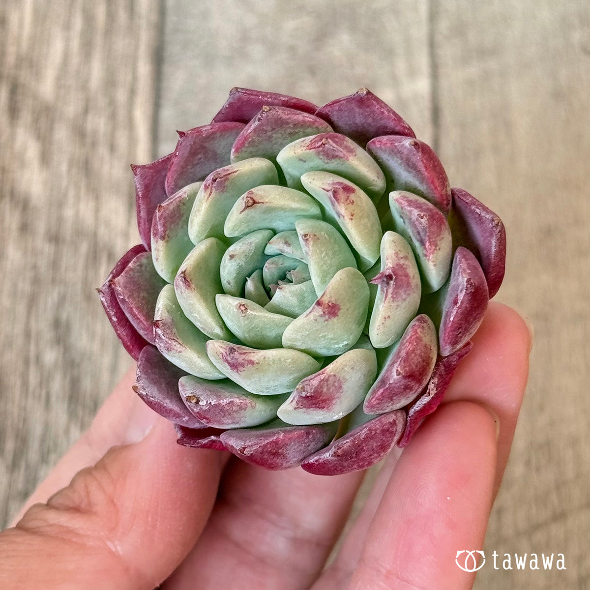 ＊新入荷＊　レッドサン【単頭苗】（チャンヒー農園苗）