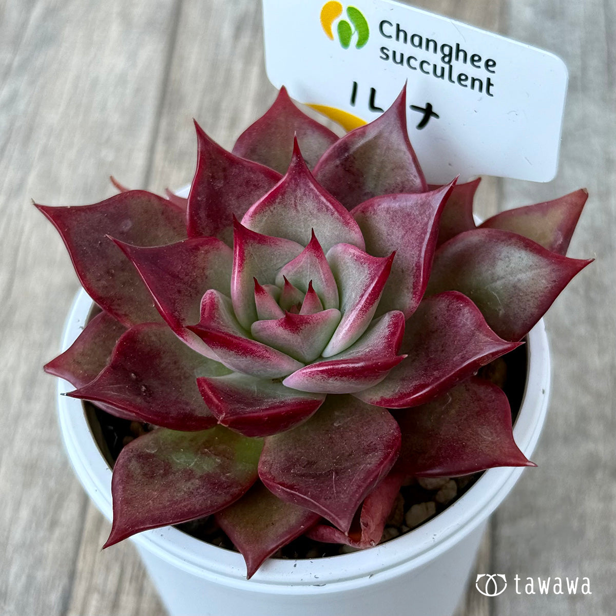 New Arrivals: Ice Green