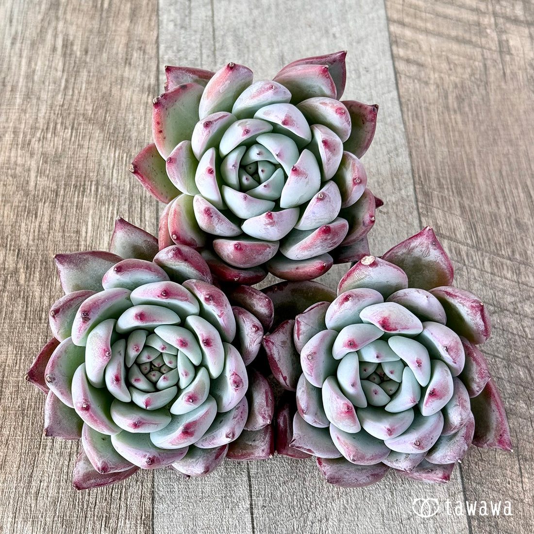 Echeveria colorata hyb.