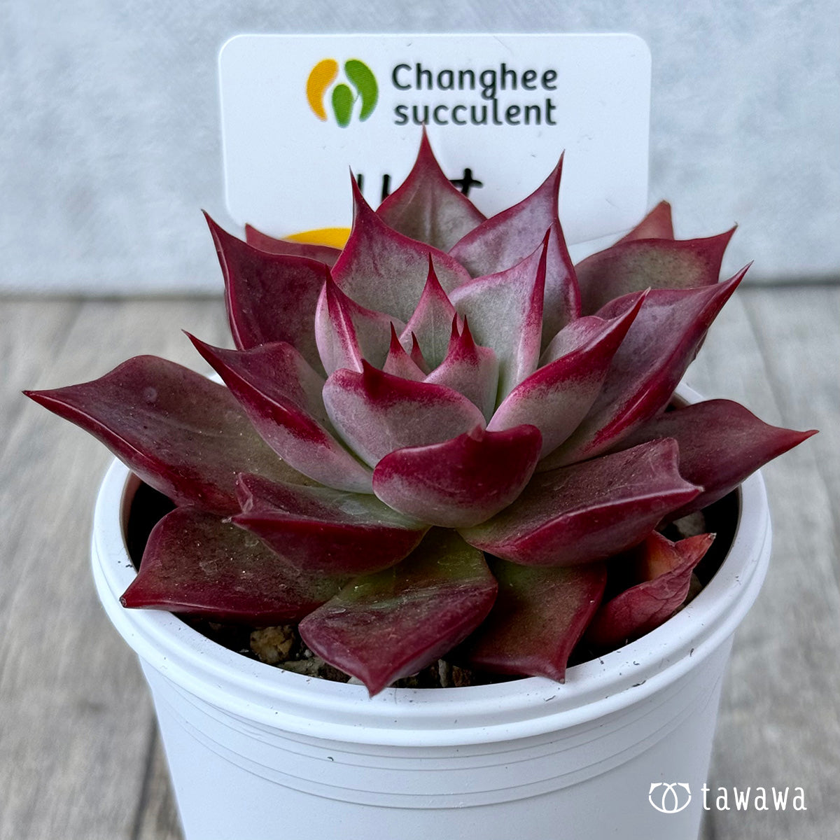 New Arrivals: Ice Green