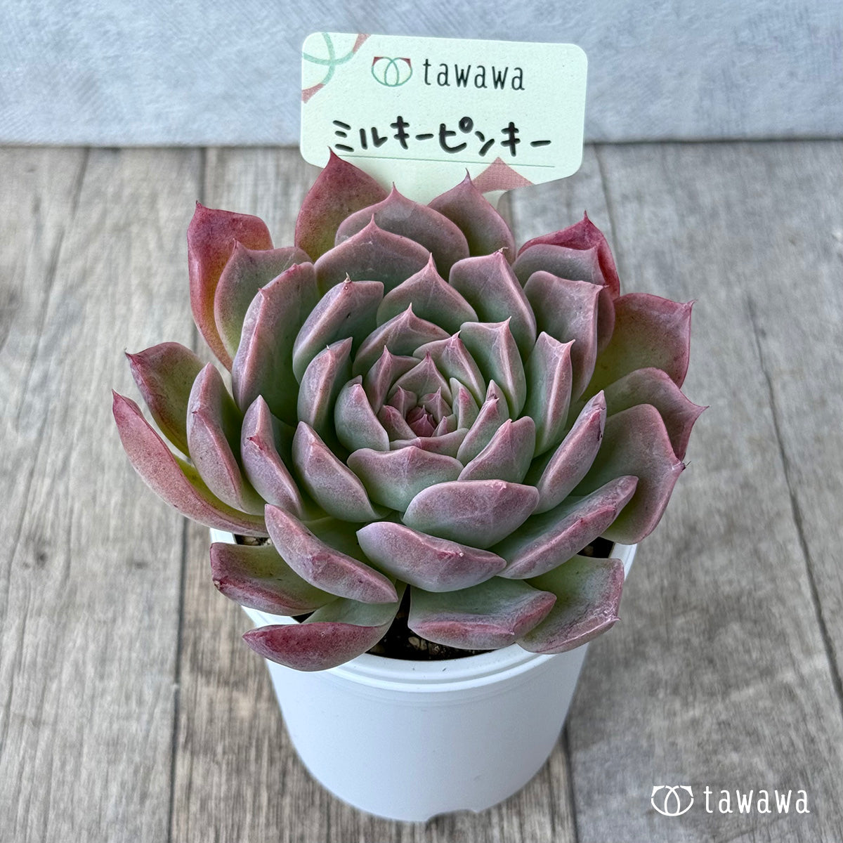 ミルキーピンキー③（エアーマジック農園）【tawawaハウス苗】