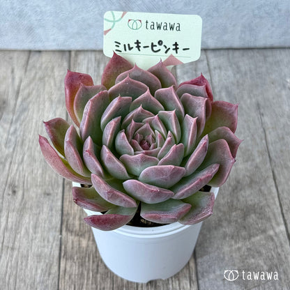 ミルキーピンキー③（エアーマジック農園）【tawawaハウス苗】