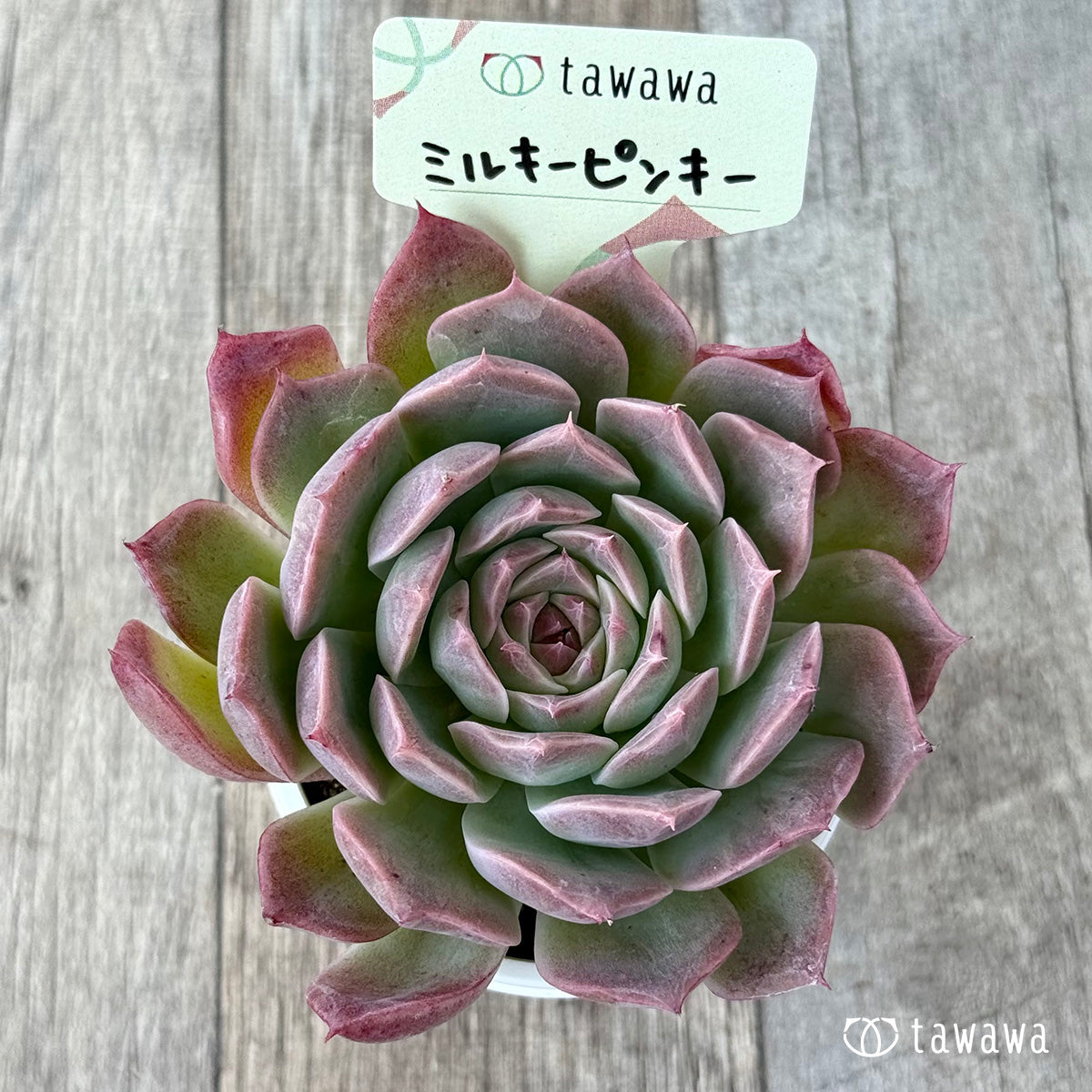 ミルキーピンキー③（エアーマジック農園）【tawawaハウス苗】