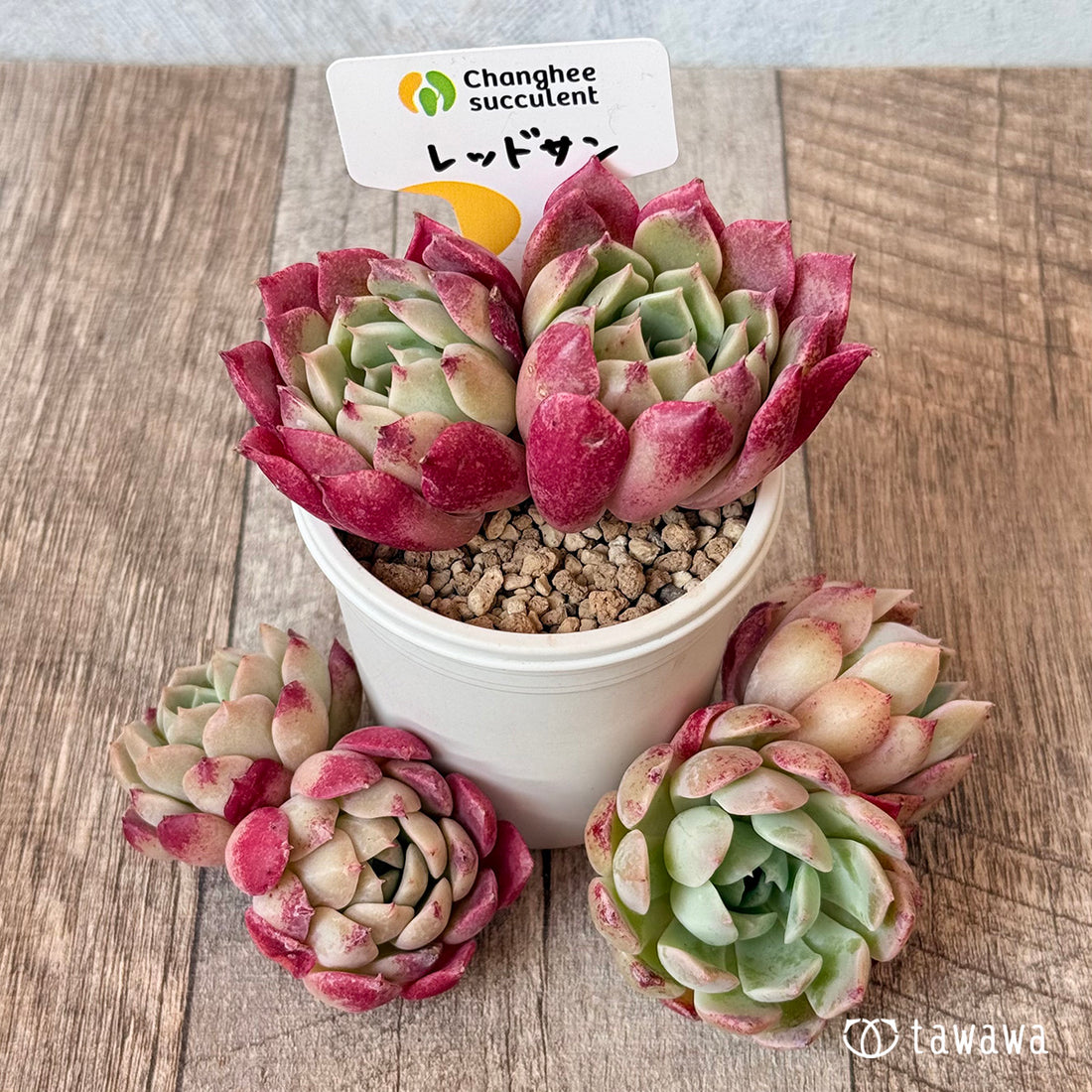 ＊新入荷＊　レッドサン【多頭苗】（チャンヒー農園苗）