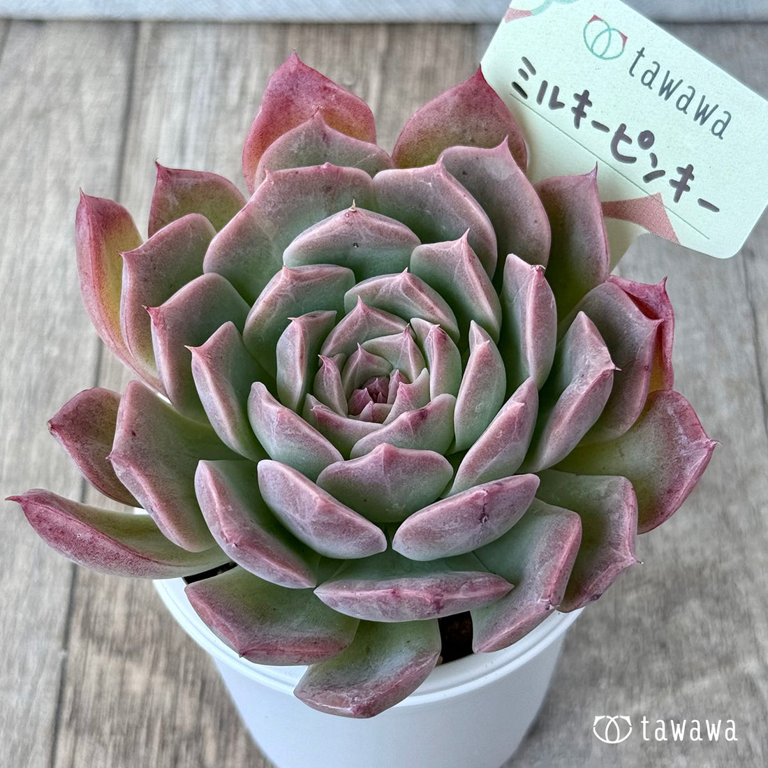 ＊新発売＊　ミルキーピンキー③（エアーマジック農園）【tawawaハウス苗】