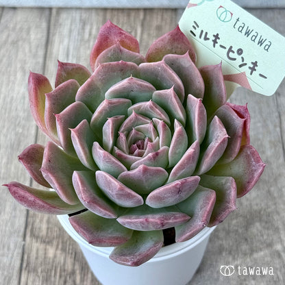 ミルキーピンキー③（エアーマジック農園）【tawawaハウス苗】