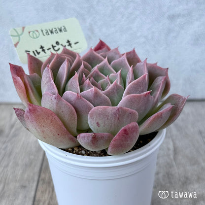 ミルキーピンキー③（エアーマジック農園）【tawawaハウス苗】