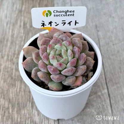 New Arrivals: Ice Green