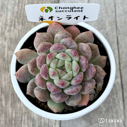 New Arrivals: Ice Green