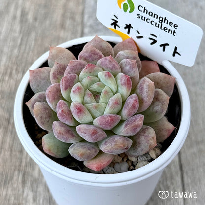 New Arrivals: Ice Green