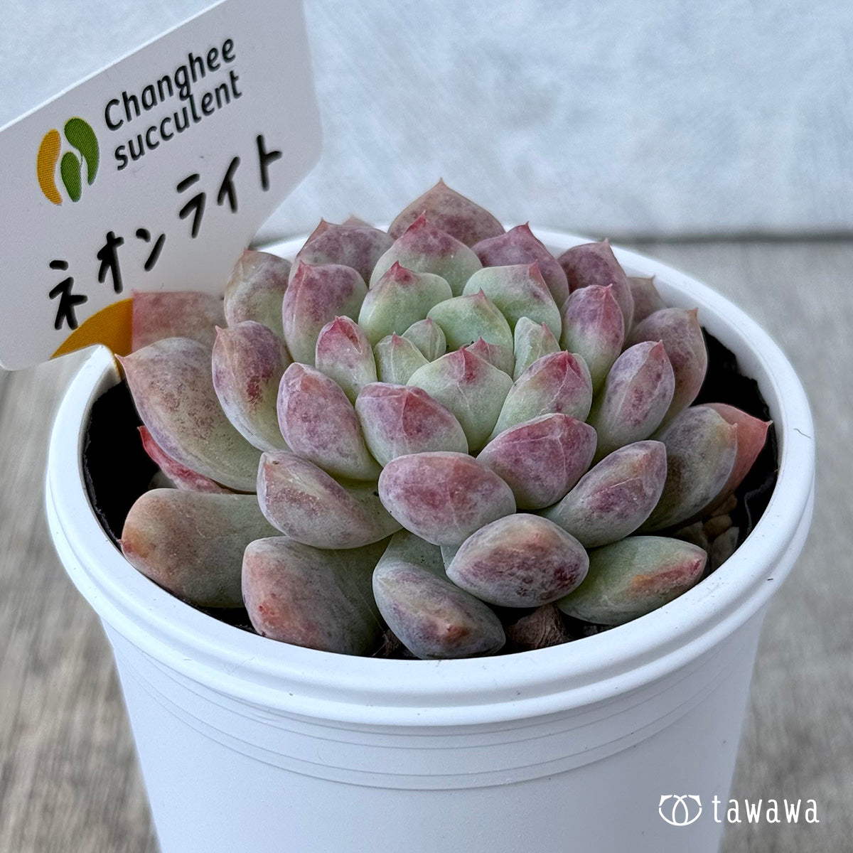 New Arrivals: Ice Green