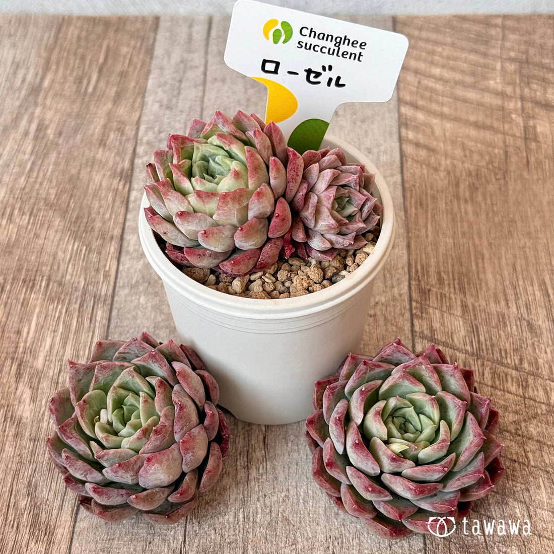 New Arrivals: Ice Green