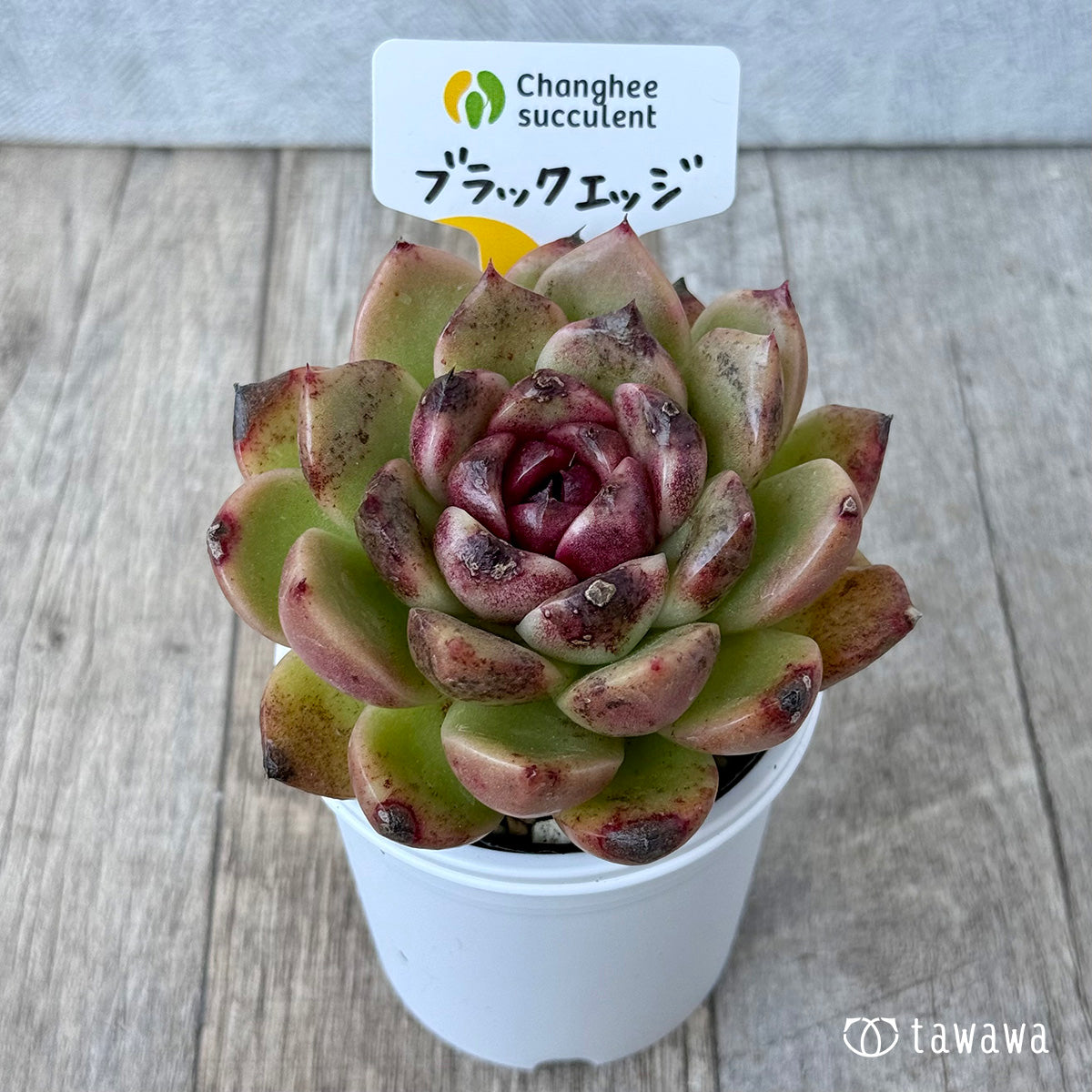 Black Edge "Large" (Janghee Farm) [Tawawa House Seedling]