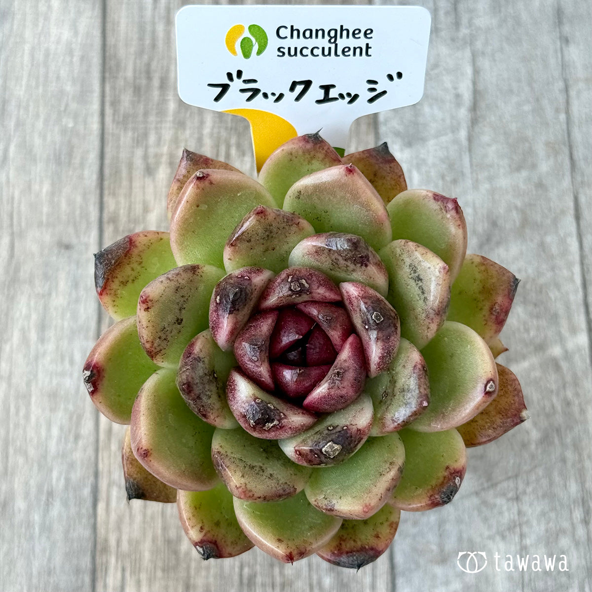 Black Edge "Large" (Janghee Farm) [Tawawa House Seedling]