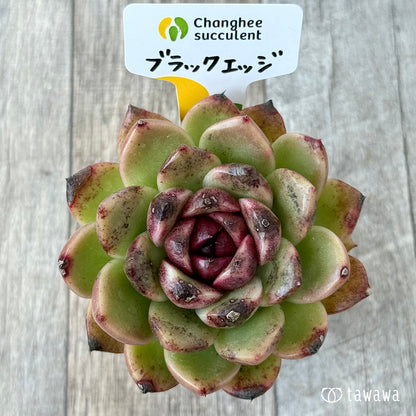 ＊新発売＊　ブラックエッジ《大》（チャンヒー農園）【tawawaハウス苗】