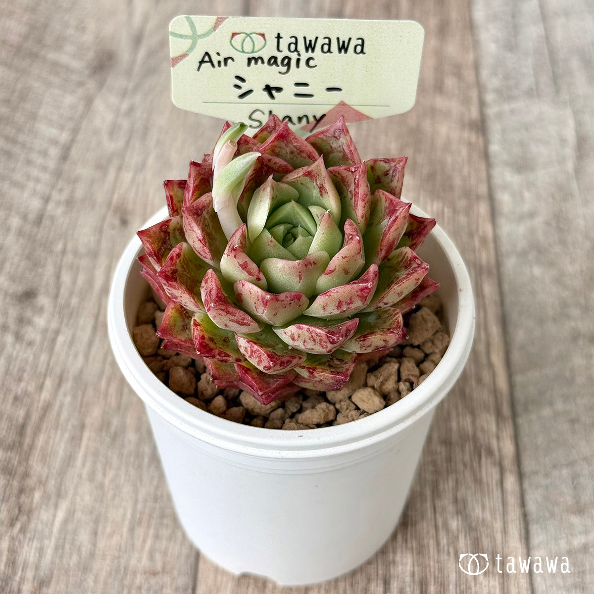 【4/15発売】シャニー（エアーマジック農園苗）