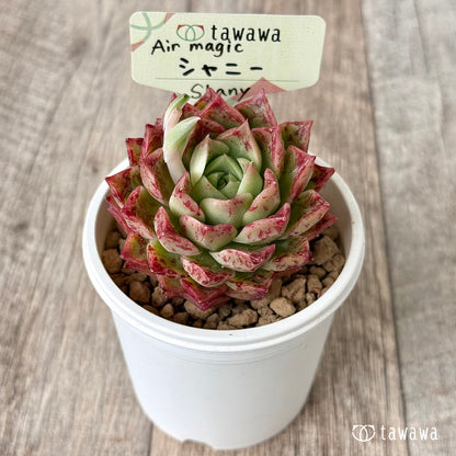 【4/15発売】シャニー（エアーマジック農園苗）