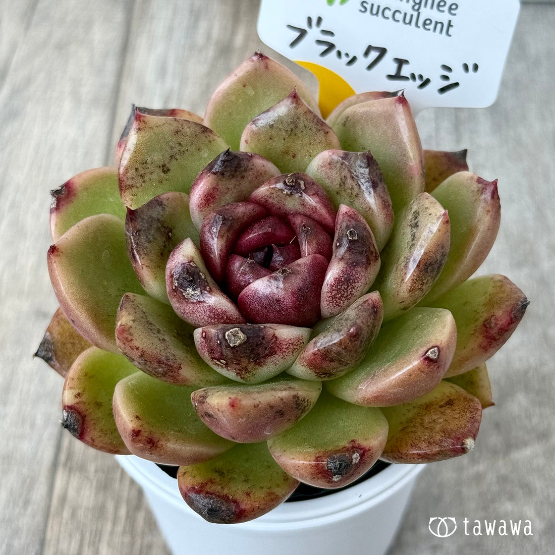 ＊新発売＊　ブラックエッジ《大》（チャンヒー農園）【tawawaハウス苗】