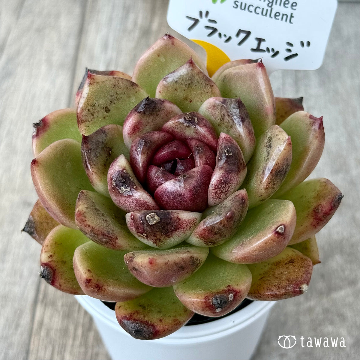 Black Edge "Large" (Janghee Farm) [Tawawa House Seedling]
