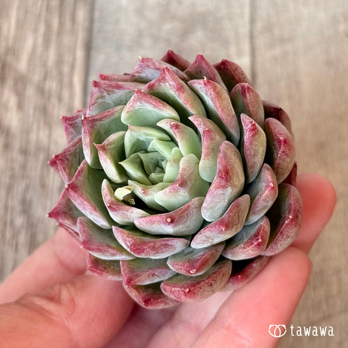 New Arrivals: Ice Green