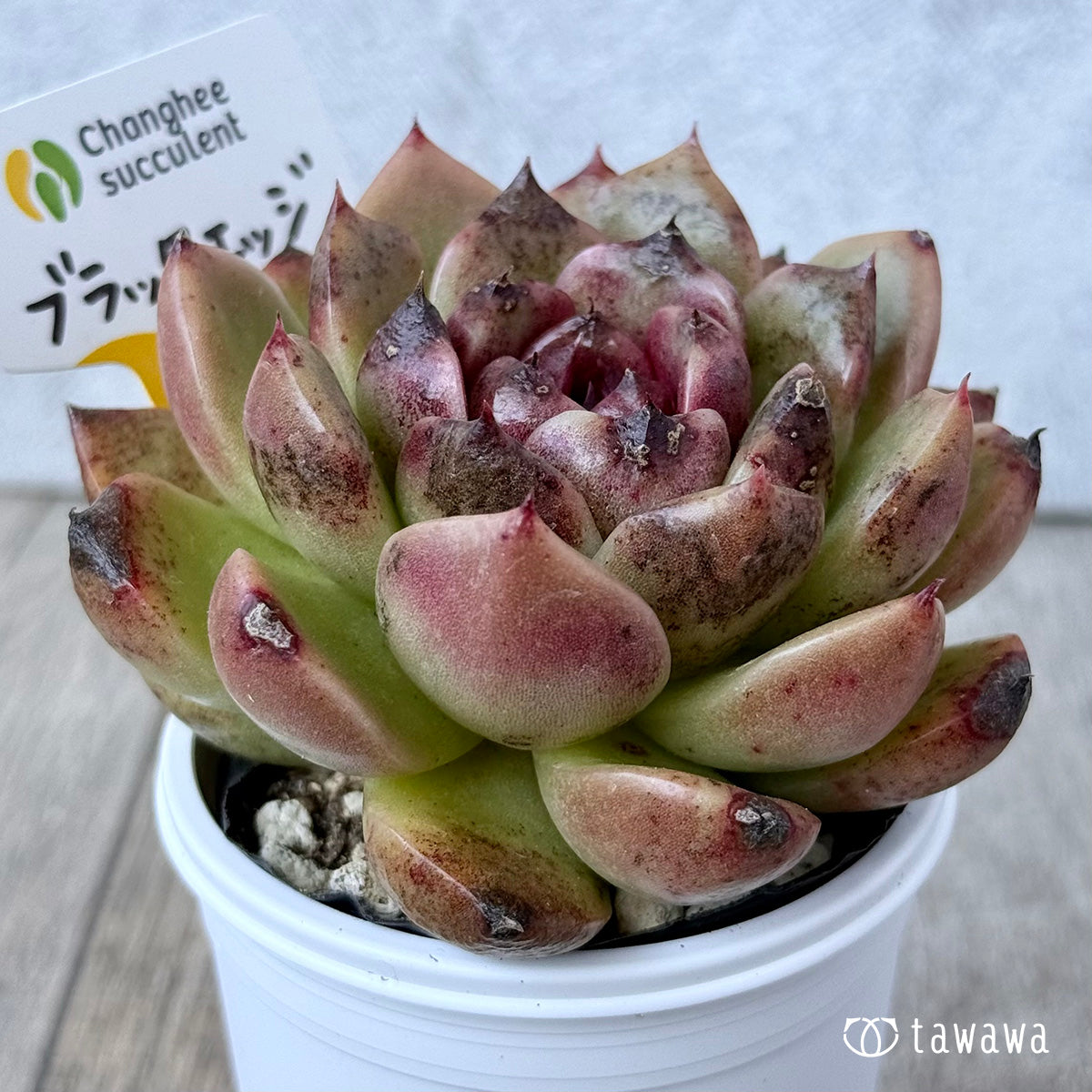 ＊新発売＊　ブラックエッジ《大》（チャンヒー農園）【tawawaハウス苗】