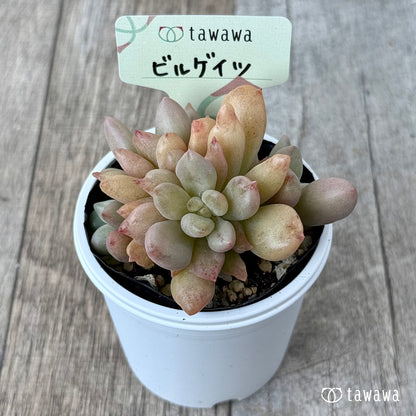 ＊新発売＊　ビルゲイツ　【tawawaハウス苗】