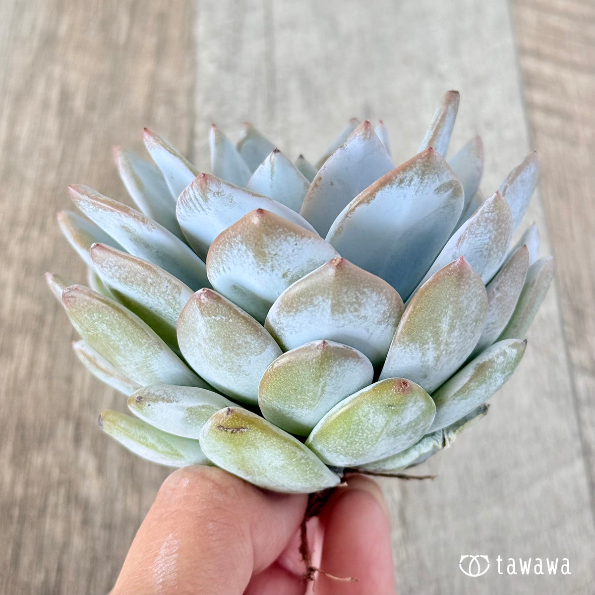 dudu succulents Doudou – 多肉植物の通販・販売サイト tawawa