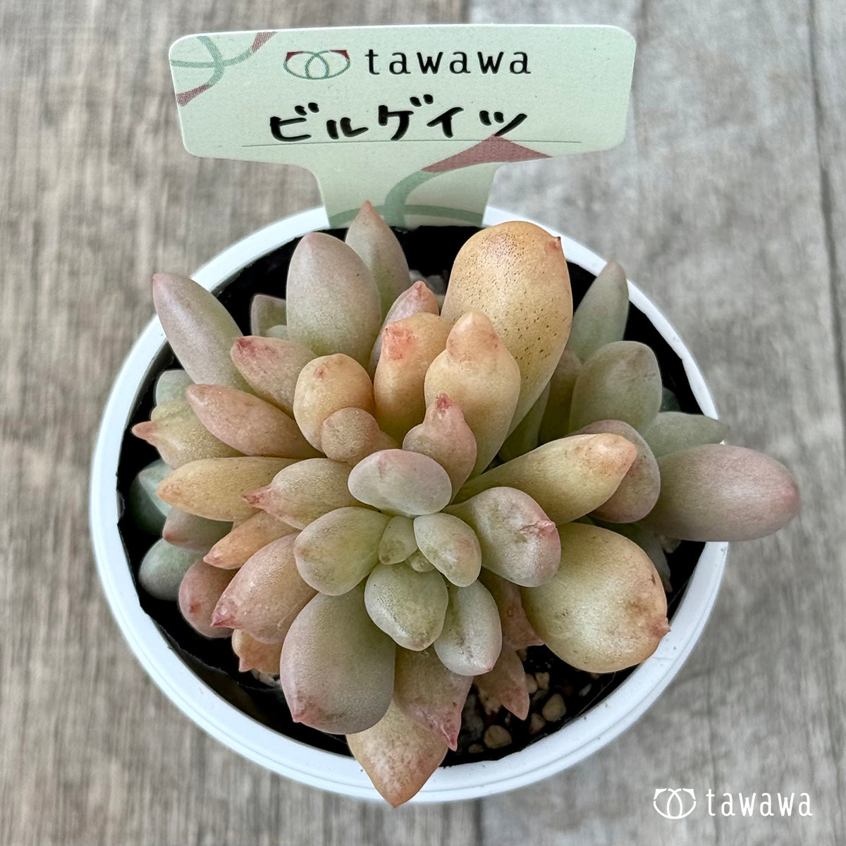 ＊新発売＊　ビルゲイツ　【tawawaハウス苗】