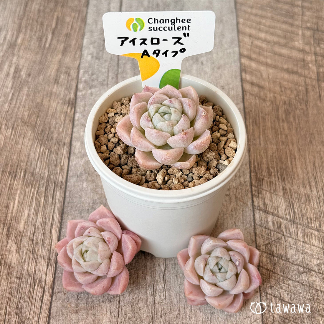 New Arrivals: Ice Green