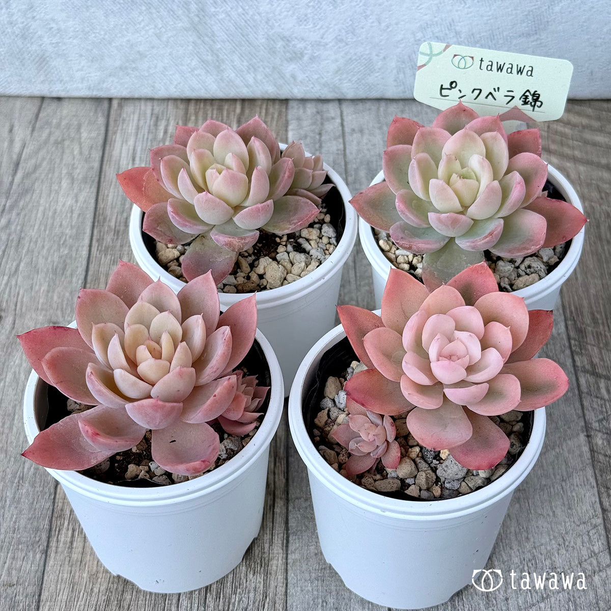 ＊新発売＊　ピンクベラ錦【tawawaハウス苗】