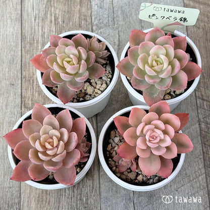 ＊新発売＊　ピンクベラ錦【tawawaハウス苗】