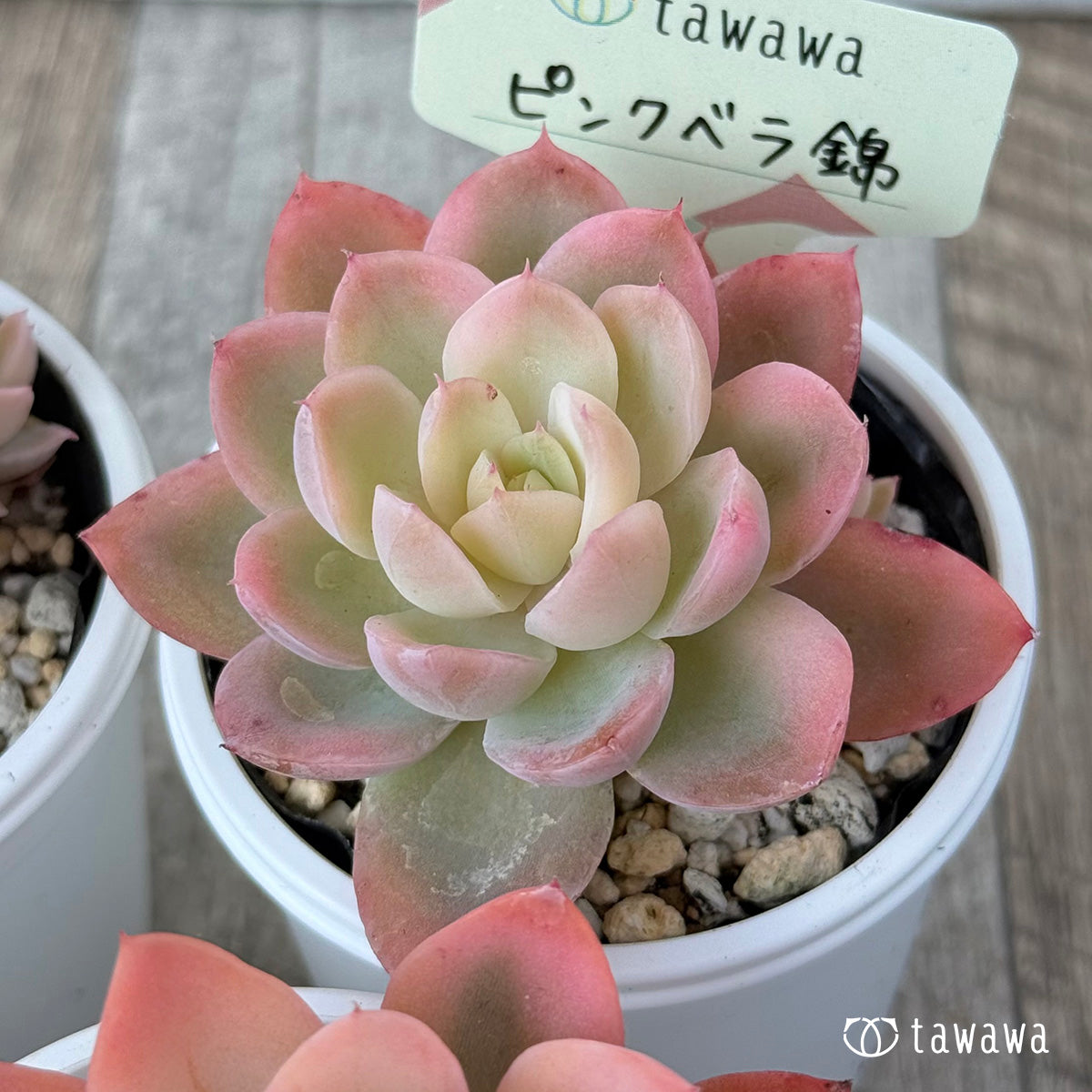 ＊新発売＊　ピンクベラ錦【tawawaハウス苗】