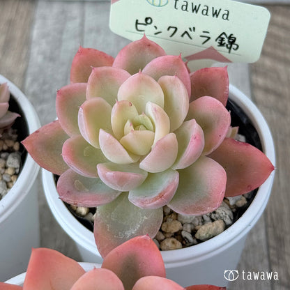 ＊新発売＊　ピンクベラ錦【tawawaハウス苗】