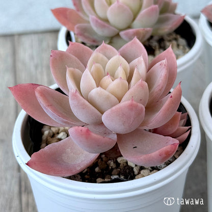 ＊新発売＊　ピンクベラ錦【tawawaハウス苗】