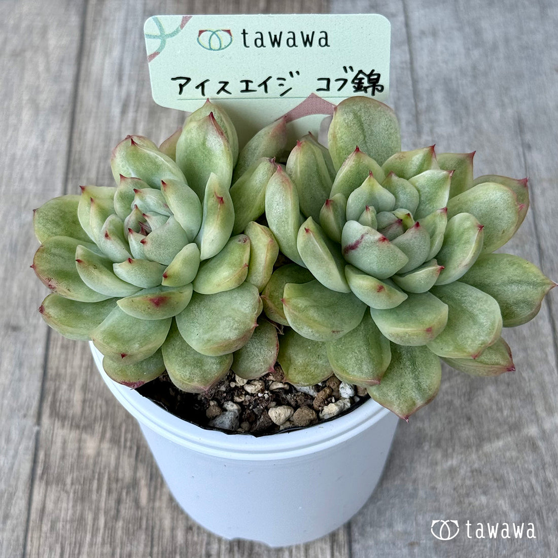 ＊新発売＊　アイスエイジ コブ錦【tawawaハウス苗】
