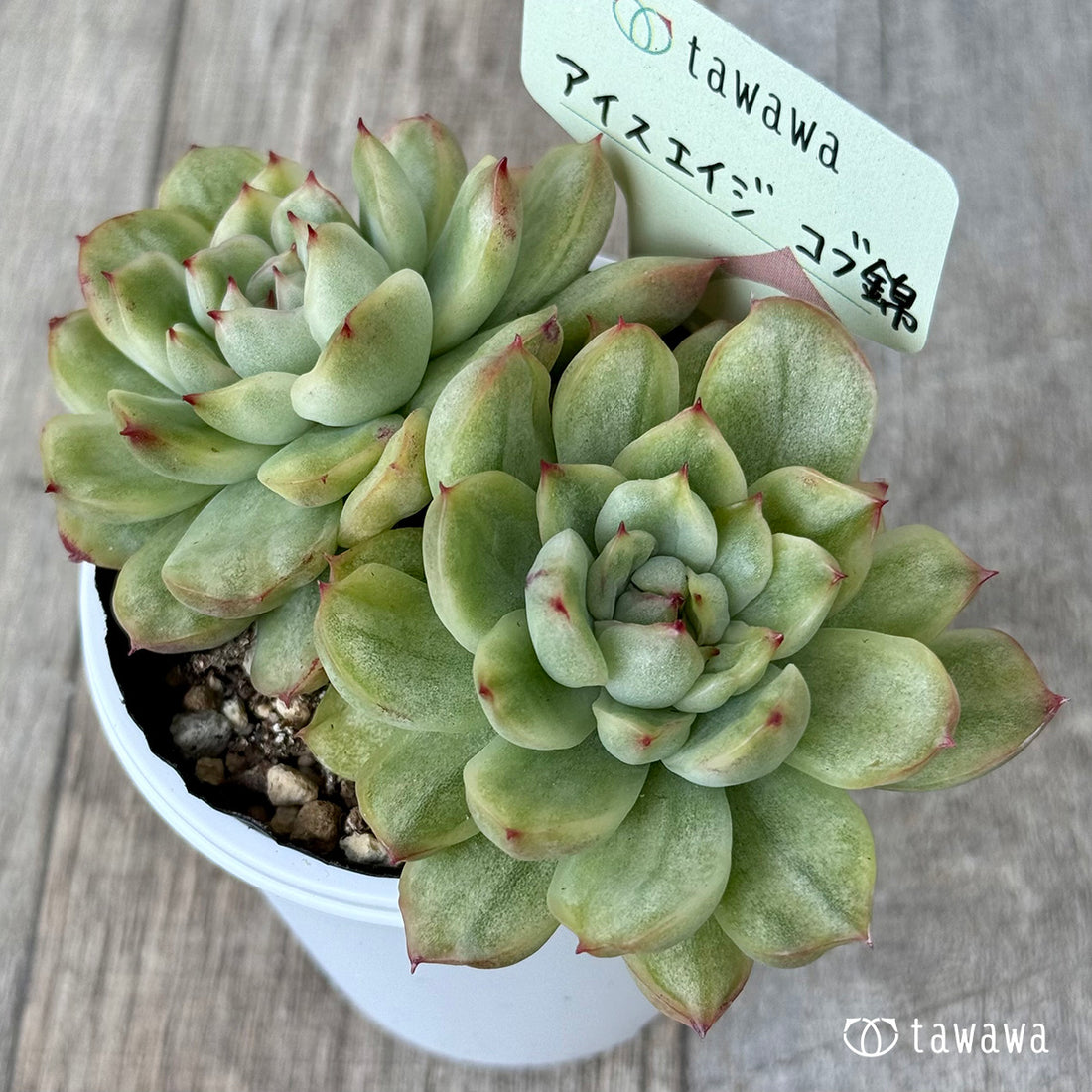 ＊新発売＊　アイスエイジ コブ錦【tawawaハウス苗】