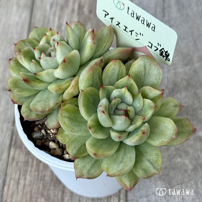 ＊新発売＊　アイスエイジ コブ錦【tawawaハウス苗】