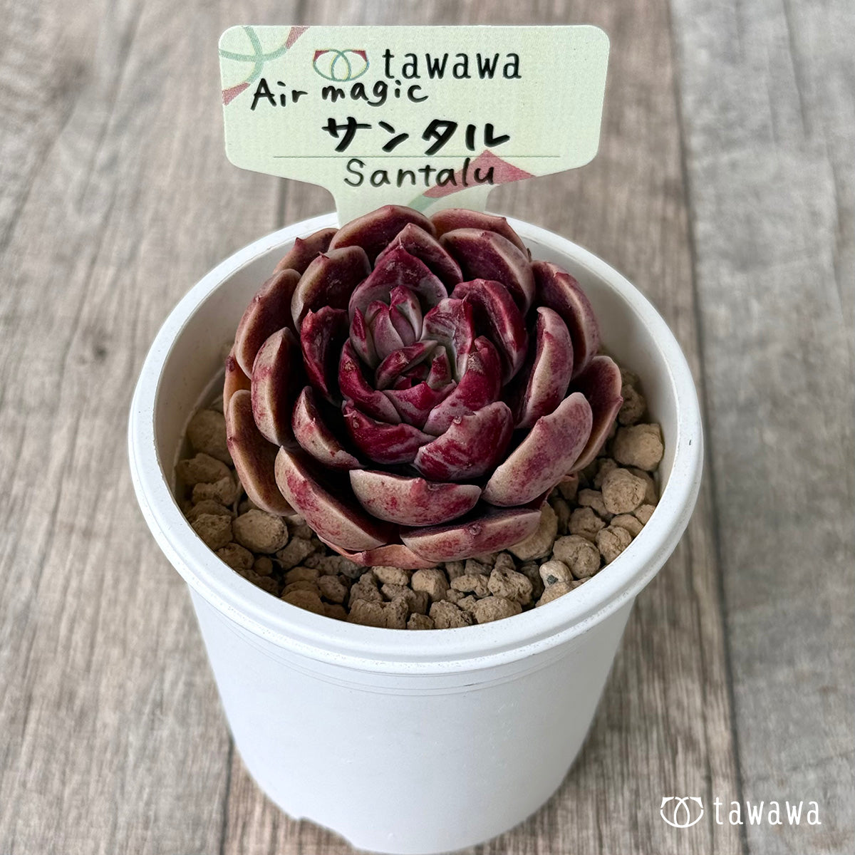 サンタル（エアーマジック農園苗）