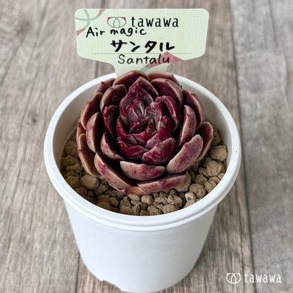 サンタル（エアーマジック農園苗）