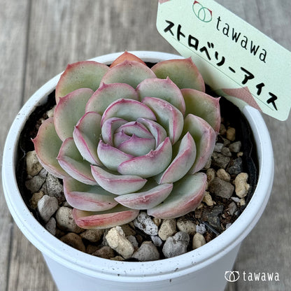 Strawberry ice cream