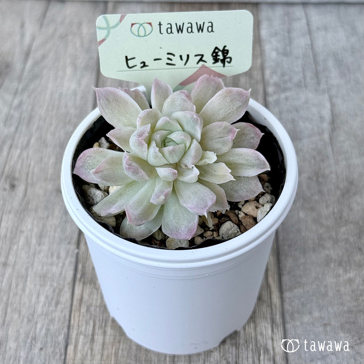 ヒューミリス錦②【tawawaハウス苗】