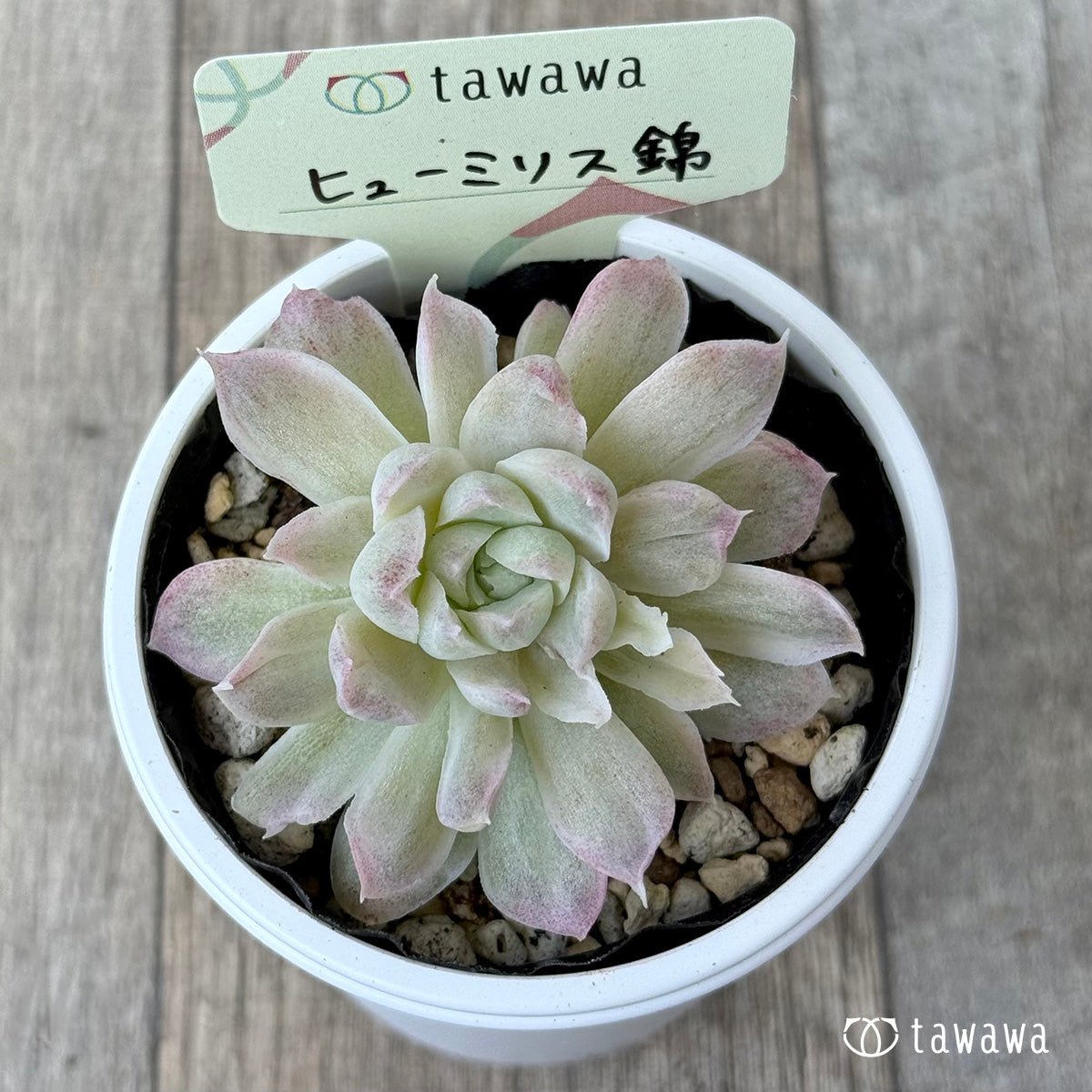 ヒューミリス錦②【tawawaハウス苗】