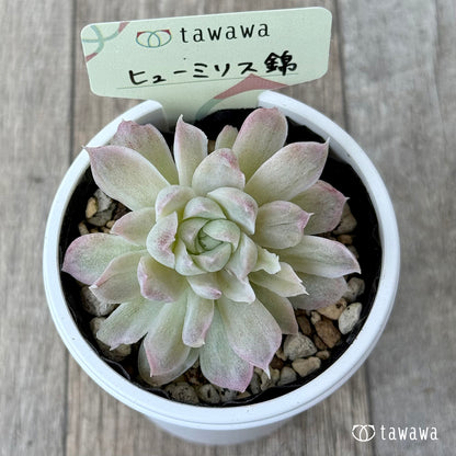 ヒューミリス錦②【tawawaハウス苗】