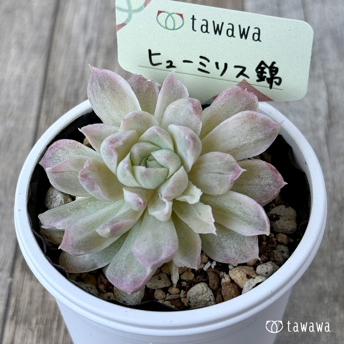 *新発売* ヒューミリス錦②【tawawaハウス苗】