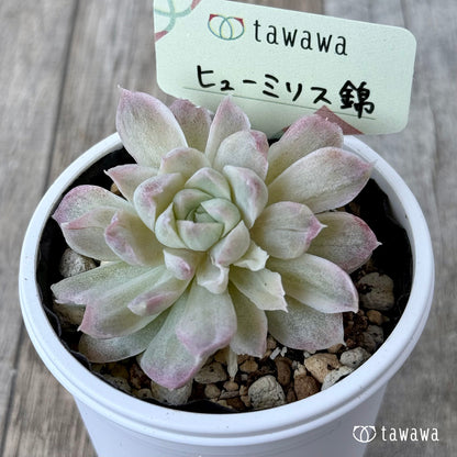 ヒューミリス錦②【tawawaハウス苗】